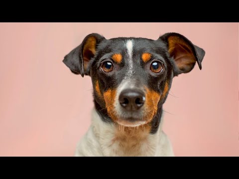 1 HEURE D'ABOIEMENT DE CHIEN | BRUITAGE