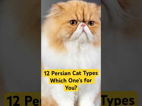 12 Types of Persian Cats: Which is Right for You? #PersianCats #PersianCatTypes #TheFelineWorld
