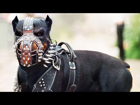15 Races de Chiens Interdites Dans le Monde Entier