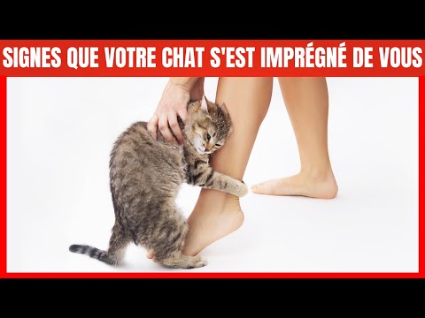 15 Signes que votre Chat vous considère comme sa Maman