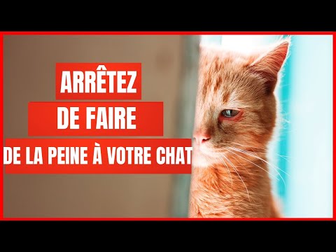 16 Choses qui blessent ÉMOTIONNELLEMENT votre chat | Incroyablement Top