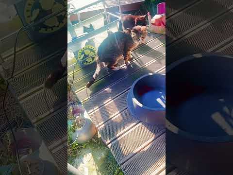 2026년 5월 18일 #cat #chat #pets