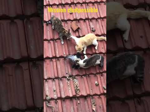 3 chats se battent pour de la nourriture