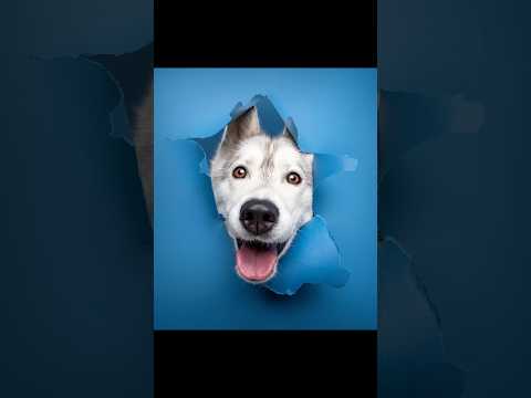 3 chiens, 3 photos, laquelle tu préfères ? 🐶 #chien #dogs #photographie