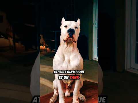 3 Chiens de Chasse Incroyables #chien