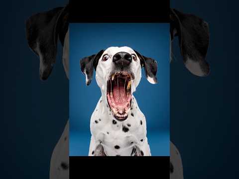 3 dalmatiens, 3 photos, laquelle tu préfères ? 😍 #chien #dalmatien #photographie