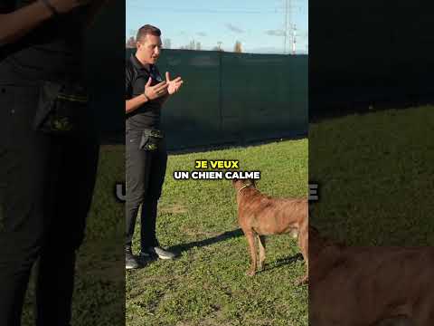 3 Exercices Simples pour améliorer le rappel chez ton chien !