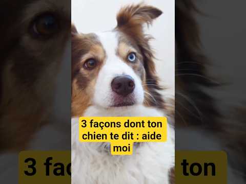 3 façons dont Ton chien te dit: j'ai besoin d'aide…🦮🦮 #chien #short