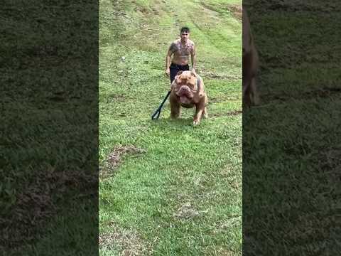3 Races de chiens les plus musclé au monde #animals #chien #dangereux #muscle #viral