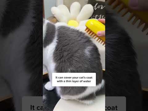 3 Worst Cat Breeds For First Time Owner! 🙀