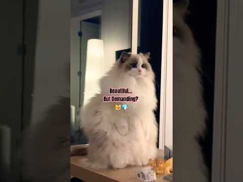 4 Reasons Ragdoll Cats Aren’t for Everyone 🤣 (Think Twice!) #cat #cats #shorts #funny