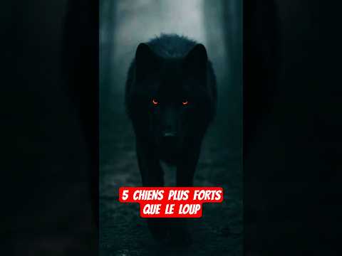 5 Chiens plus forts qu'un loup #chien #loup #kangal