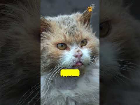 5 maladies courantes chez les chats à connaître