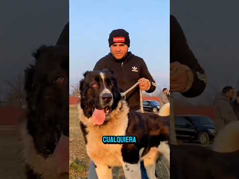 5 perros con los ladridos mas poderosos