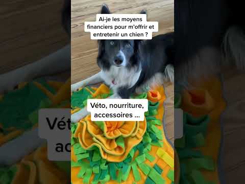 5 questions à se poser avant d’adopter un chien ♥️
