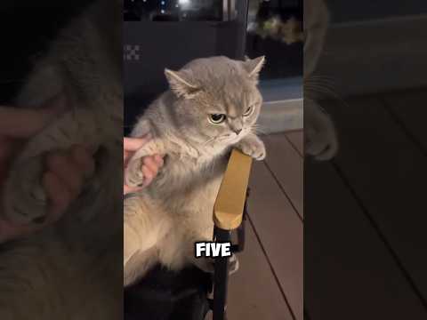 5 Signs Your Cat Doesn't Love You 😿💔