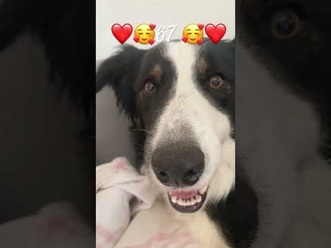 #67#chien #dog #pets #animaux #cat #chat