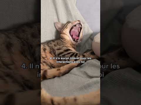 7 signes qui prouvent que ton chat te déteste 😾😱 #chat #shorts