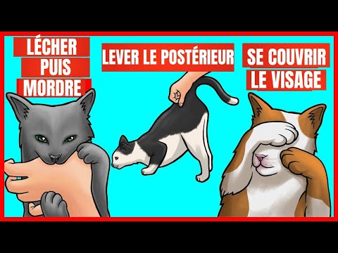 9 comportements étranges de votre chat et leurs significations | Incroyablement Top