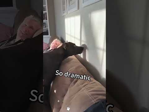 A dog afraid of shadows#dog #shadows #pet#funny#funnyvideos#fyp