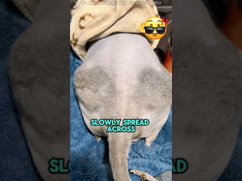 A Hairless Cat Grew Fur… But Only on Its Butt#funnyshorts #pets #cute #love