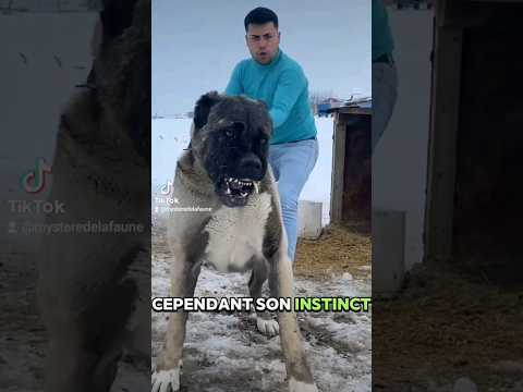 A la découverte du Kangal ! #kangal #chien #groschien #canin #turquie #animal