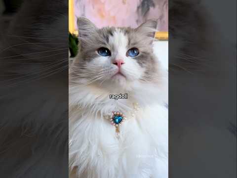 A princess cat AND… #ragdolls #adorablecats #onigiri