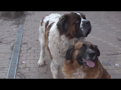 Aboiements de chien, la guerre est déclarée