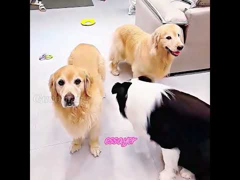 Aimez – vous ce chien intelligent? #shorts #chien #animals #animaux #animisme