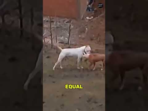 Alpha Dogs Reacts Differently #dogs #dogoargentino #pitbull #relatable