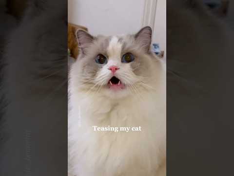 And they say cats have no personality 😂 teasing my ragdoll cat #ragdollcat #meow #cutecats #meowing
