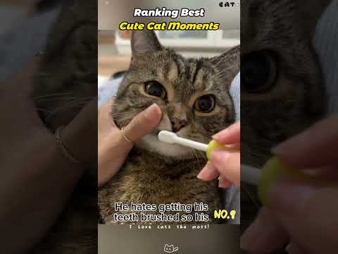 Angry cat