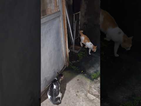 Angry cat