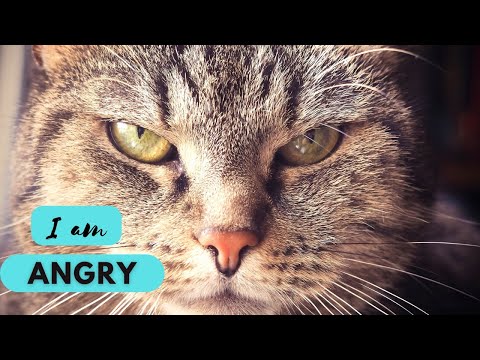 Angry Cat Sound #cat #shorts