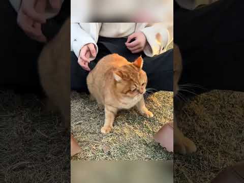 Angry cat