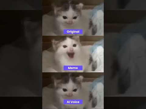 Angry German cat meme but different version #shorts