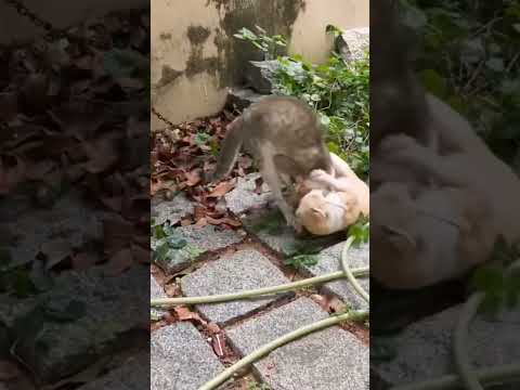 Angry male cats fighting
