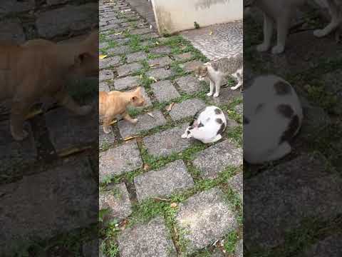 Angry male cats hot argument for female |Cats Fighting|05