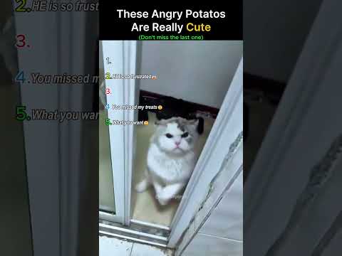 Angry potato faces…Cuties 🤯 #cats #angry #shorts