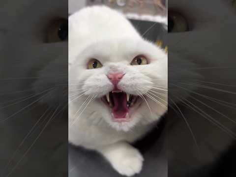 Angry White Cat's Twin.😾