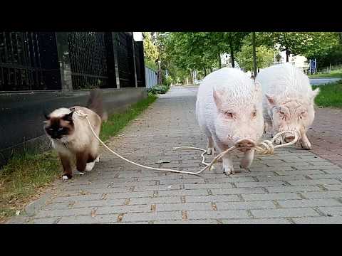Animal BEST Friends | 1 Hour of FUNNY Pets 😍