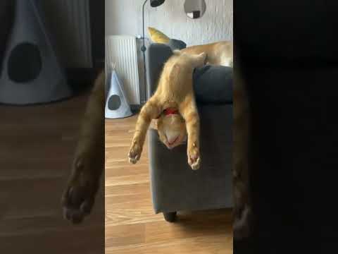 Animaux drôles et mignons #87 😹🐈🐱 Chat drôle Crazy cat