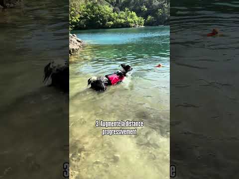 Apprendre à nager à son chien