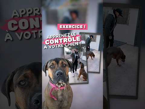 Apprenez le CONTRÔLE à votre CHIEN ! – Exercice