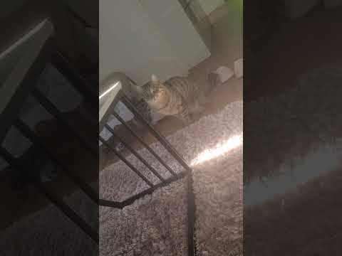 Attaque du Chat en colère !!!!!!!!!!