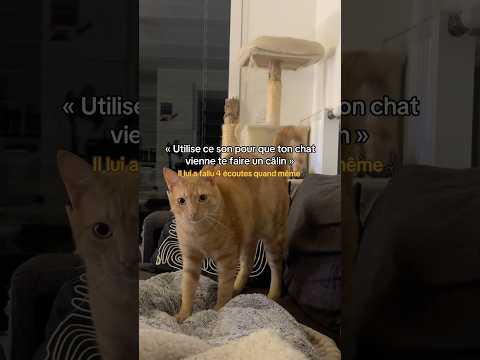Attrapez pas ma veste pour l’état de l’arbre à chat svp #cats #cute #viralvideo #reels