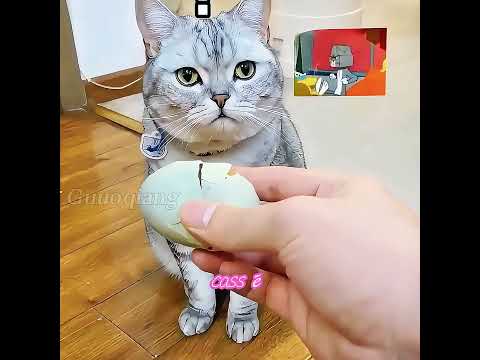 Avez – vous déjà vu des chats qui couvent des canards?  #chien  #animals  #animaux  #animisme #funny