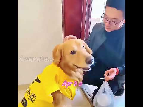 Avez – vous déjà vu un chien aussi intelligent?  #chien #animisme  #animaux #animals