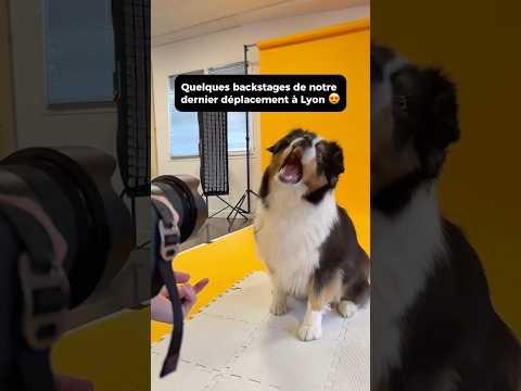 Backstages de nos dernières séances à Lyon 😍 #chien #photographie #dogs