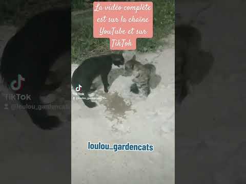 Bagarre entre chats 💥